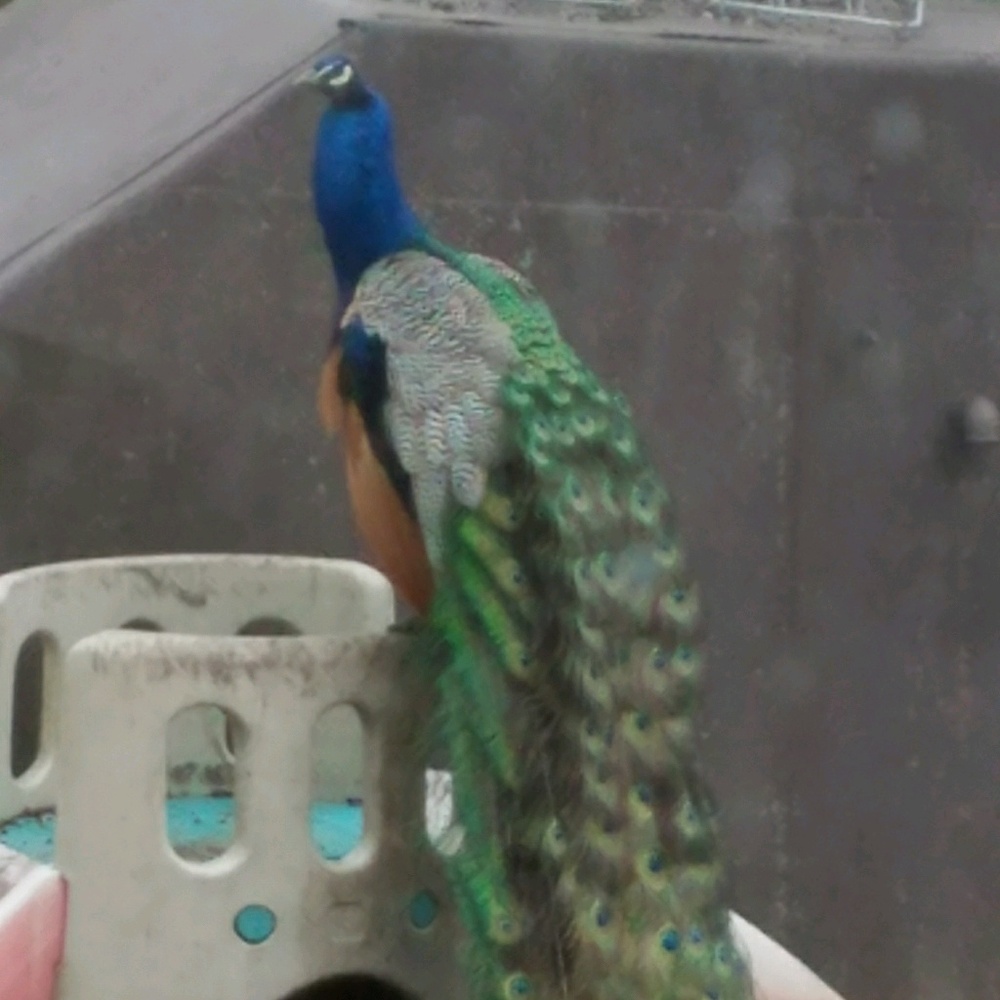 Meet your Posher, Jean